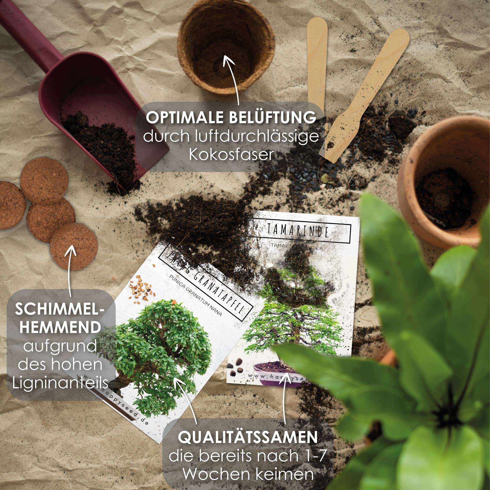 Bonsai Starter Kit - Bonzai set avec pots de noix de coco, graines et terre - Grenadier Nain + Tamarin