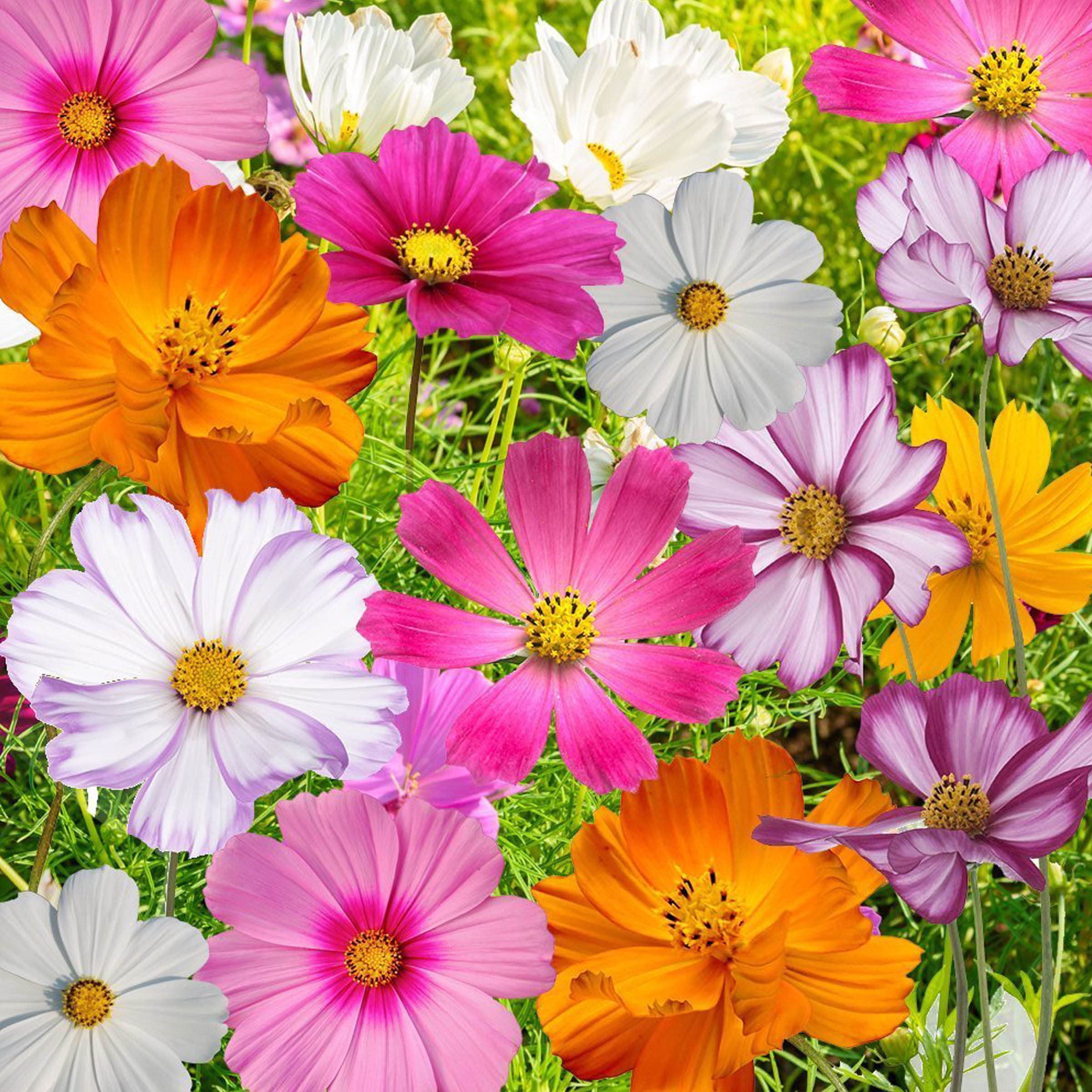 Cosmos Multicolour Flower Seeds (Hybrid) more than 50 seeds with free coco-peat seeds germination (B09QXQ33G8) Amazon Price History, Amazon Price Tracker