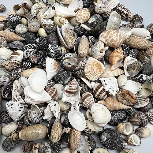 Vista 27 de Conchas marinas Pepperlonely, vieiras de diferentes tamaños