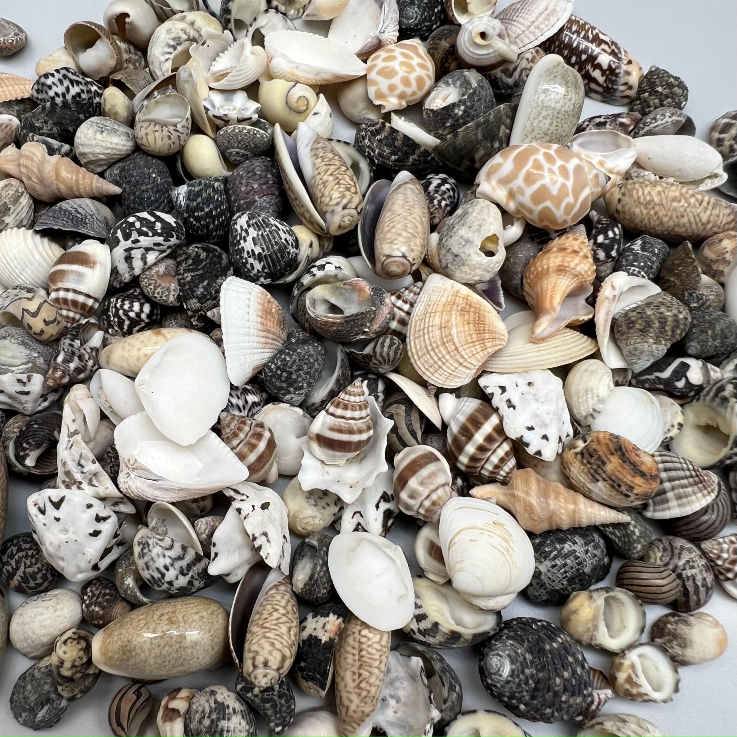 PEPPERLONELY Indian Ocean Small Mix Sea Shells, Small Shells Mixed, 8 OZ Apprx, 1/4 Inch ~ 1 Inch