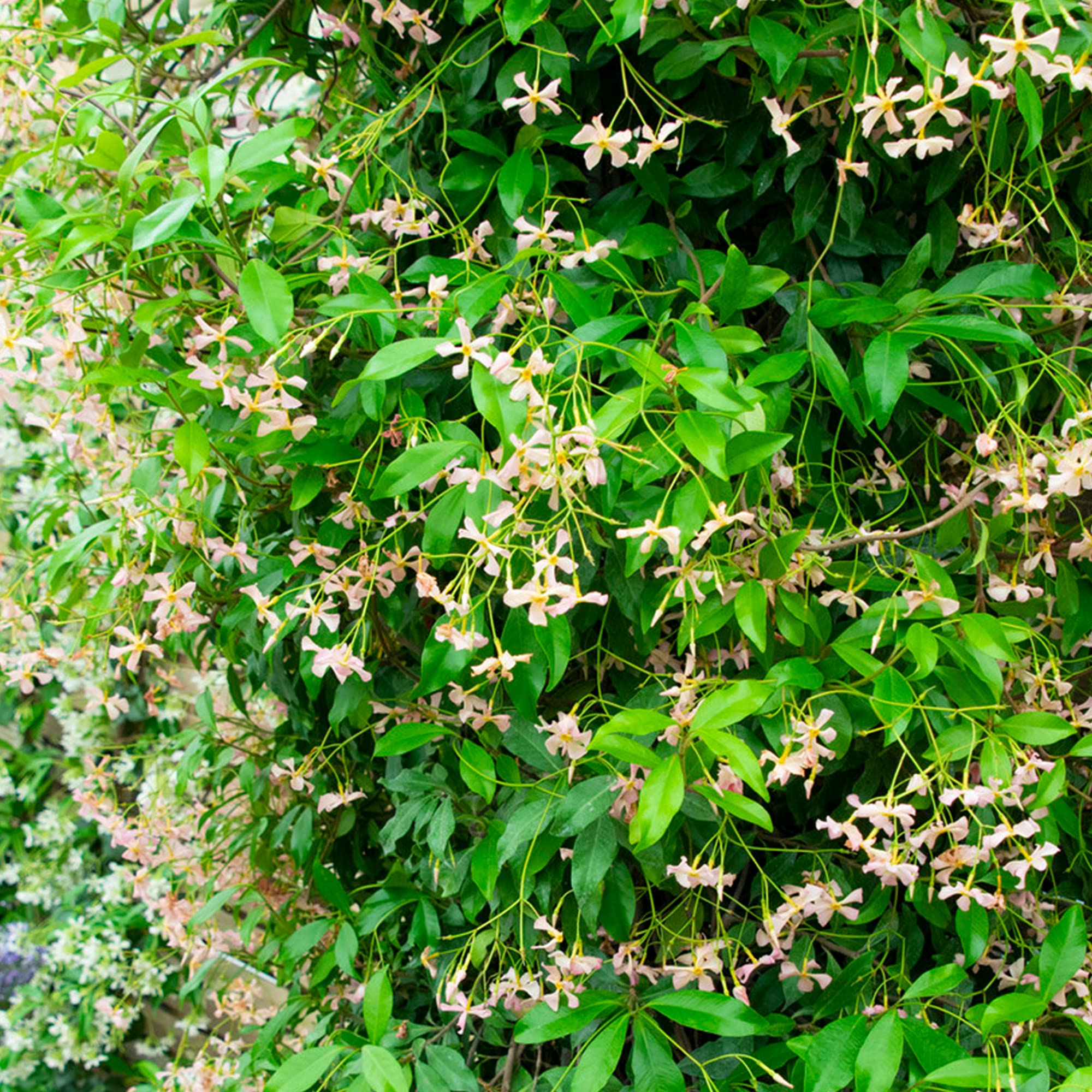 Trachelospermum Pink Showers - Evergreen Climber - Outdoor Flowering Potted Plant (9cm Pot, 20-30cm)
