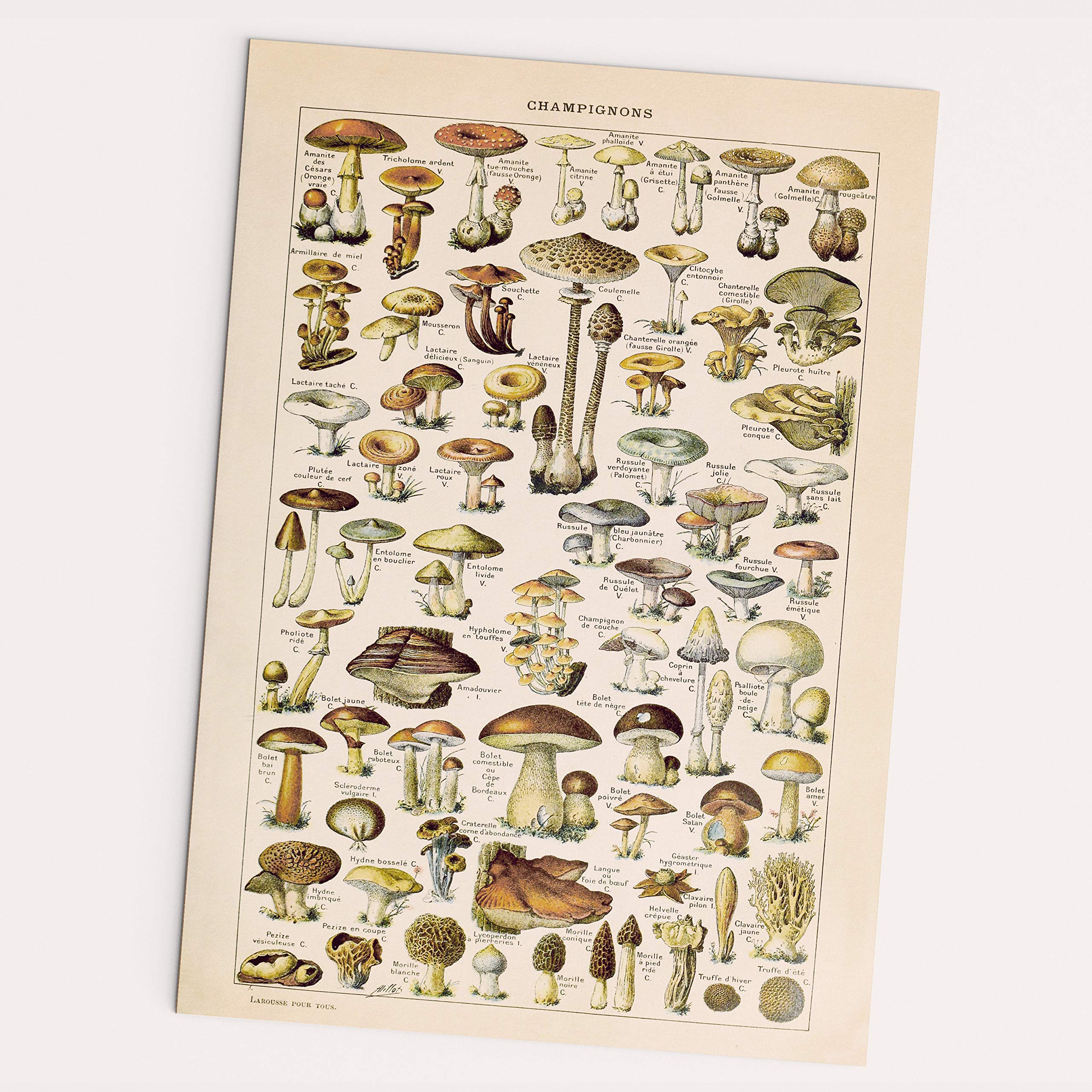 Papier étagère Vintage 1970 - Motifs Papillons Fleurs Champignons, Style MCM Rétro