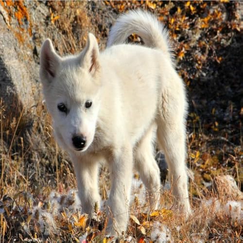 Elvensa - //medicalbooks.filipinodoctors.org