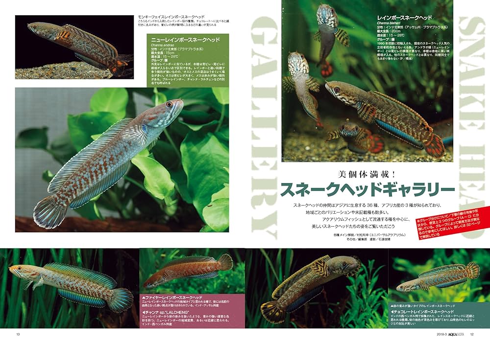 月刊アクアライフ 2018年 03 月号 スネークヘッドの世界 |本
