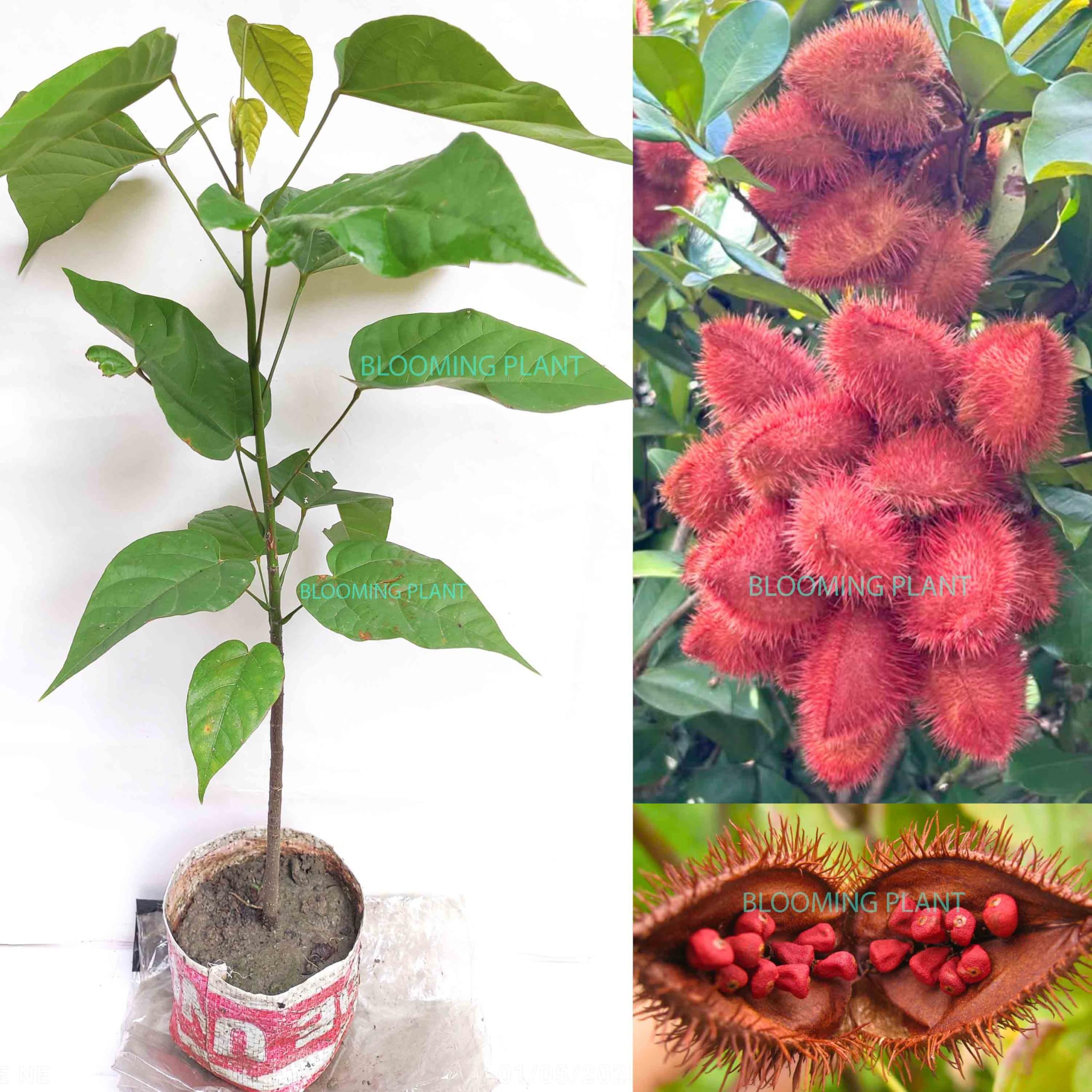 BLOOMING PLANT Live Sindoor Plant | Sinduri | Bixa Orellana | Annatto | Latkan Tree | Real Hybrid Organic Lipstick Plants For Outdoor Home Garden(1-1.5 Feet Height 1 Plant in Poly Bag).-image-20