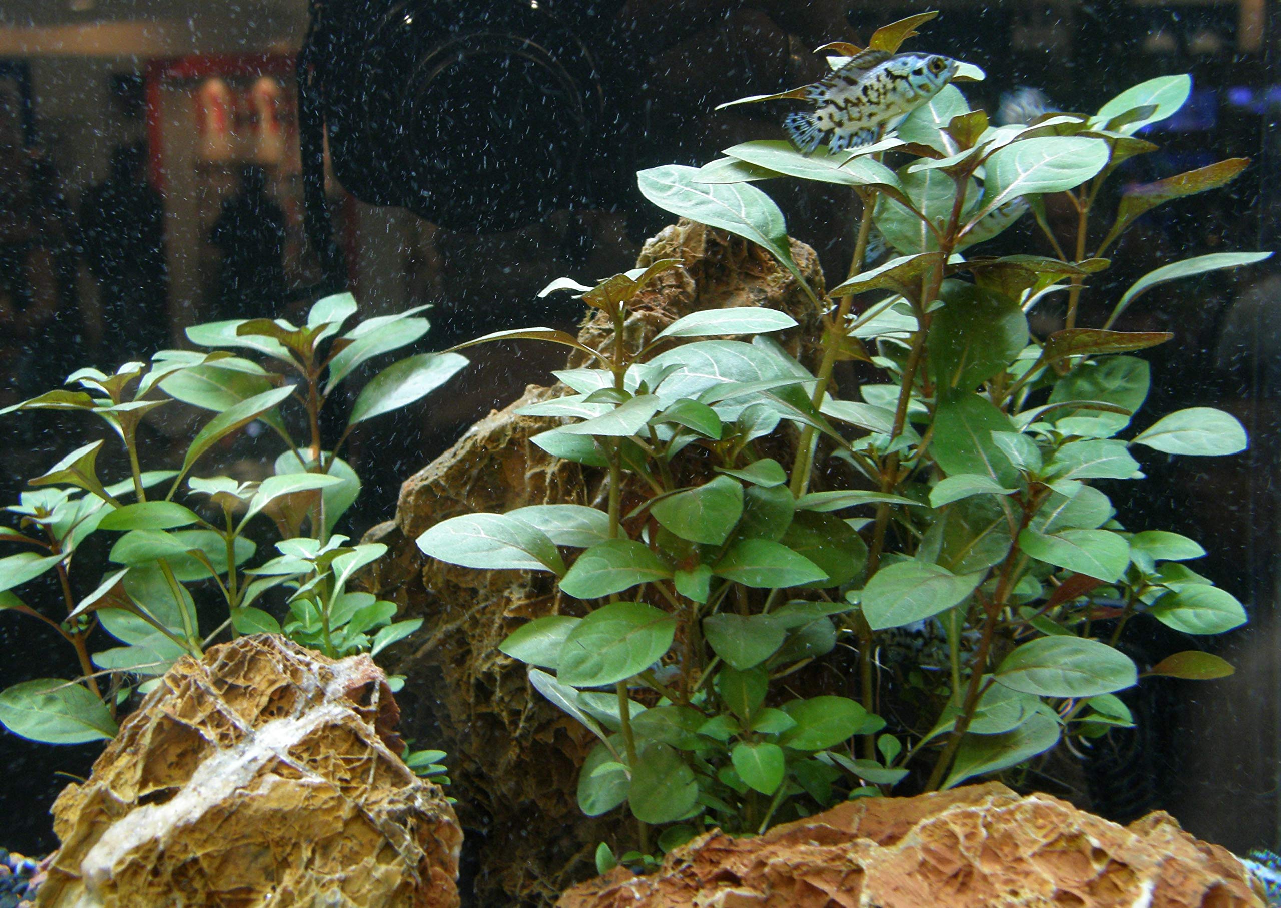 Set XXL composto da 150 piante acquatiche, fertilizzante, condizionatore