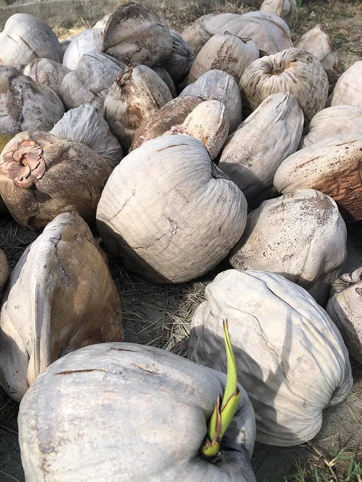 Coco Seco Tropical com Casca Marrom: Sabor Autêntico que Faz Diferença