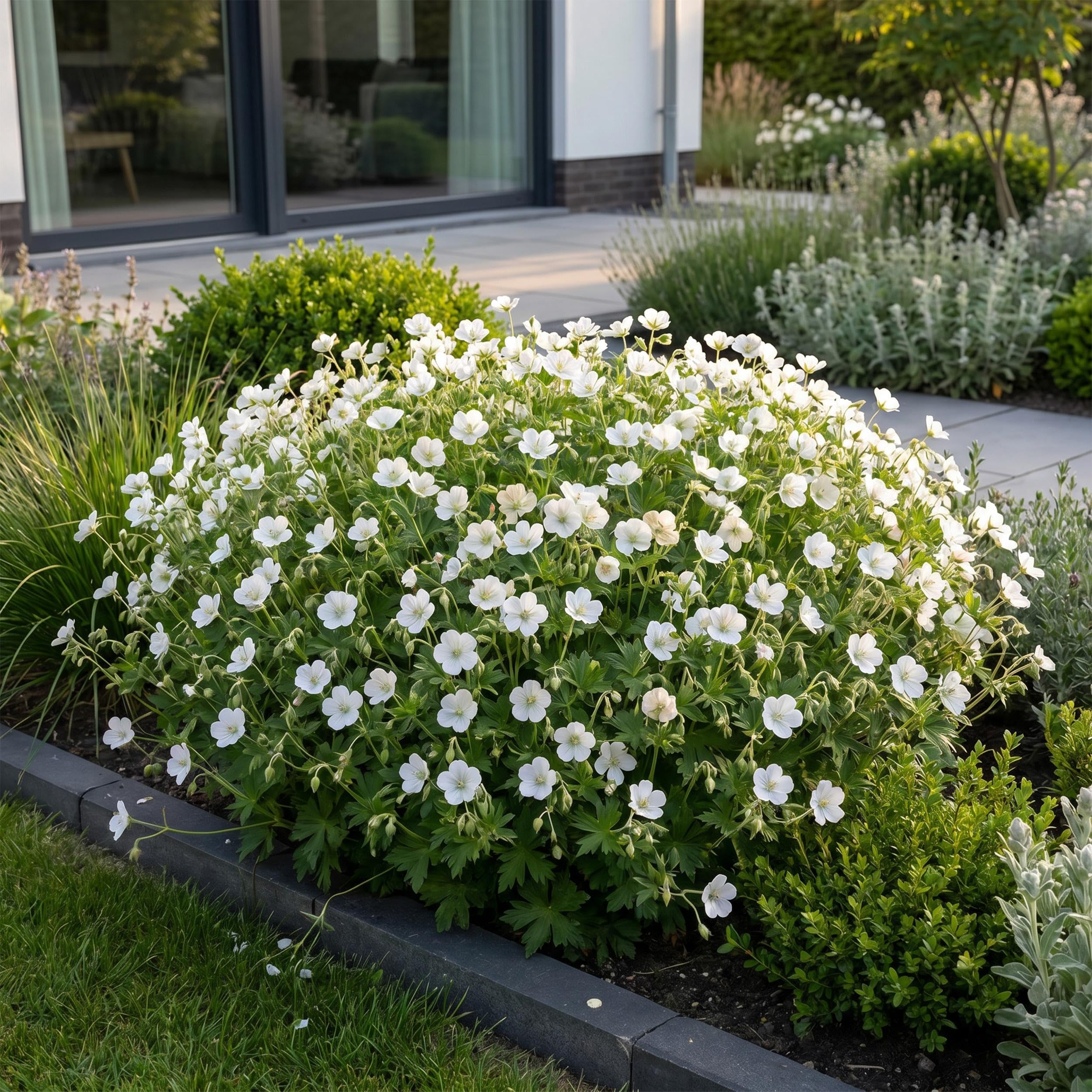 Géranium sang. Album - Bec-de-cigogne - Couvre-sol - Blanc - 24 plants - 15-25cm - Ø11cm - Plante de jardin