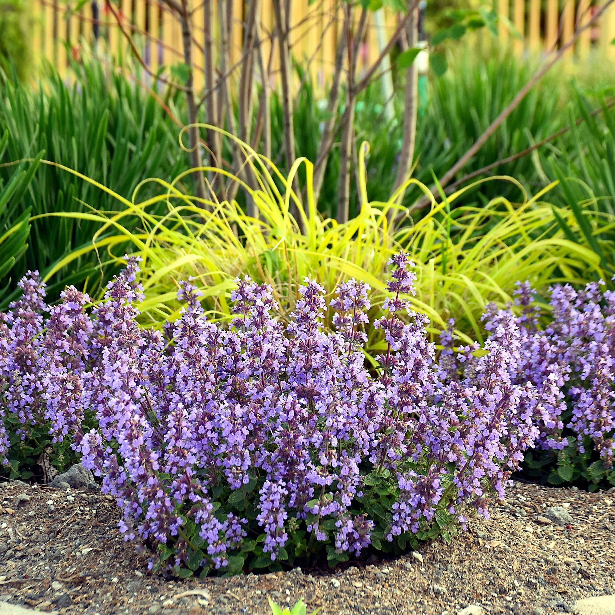 Amazon.com : Nepeta 'Cat's Pajamas', Catmint Live Plant, Proven