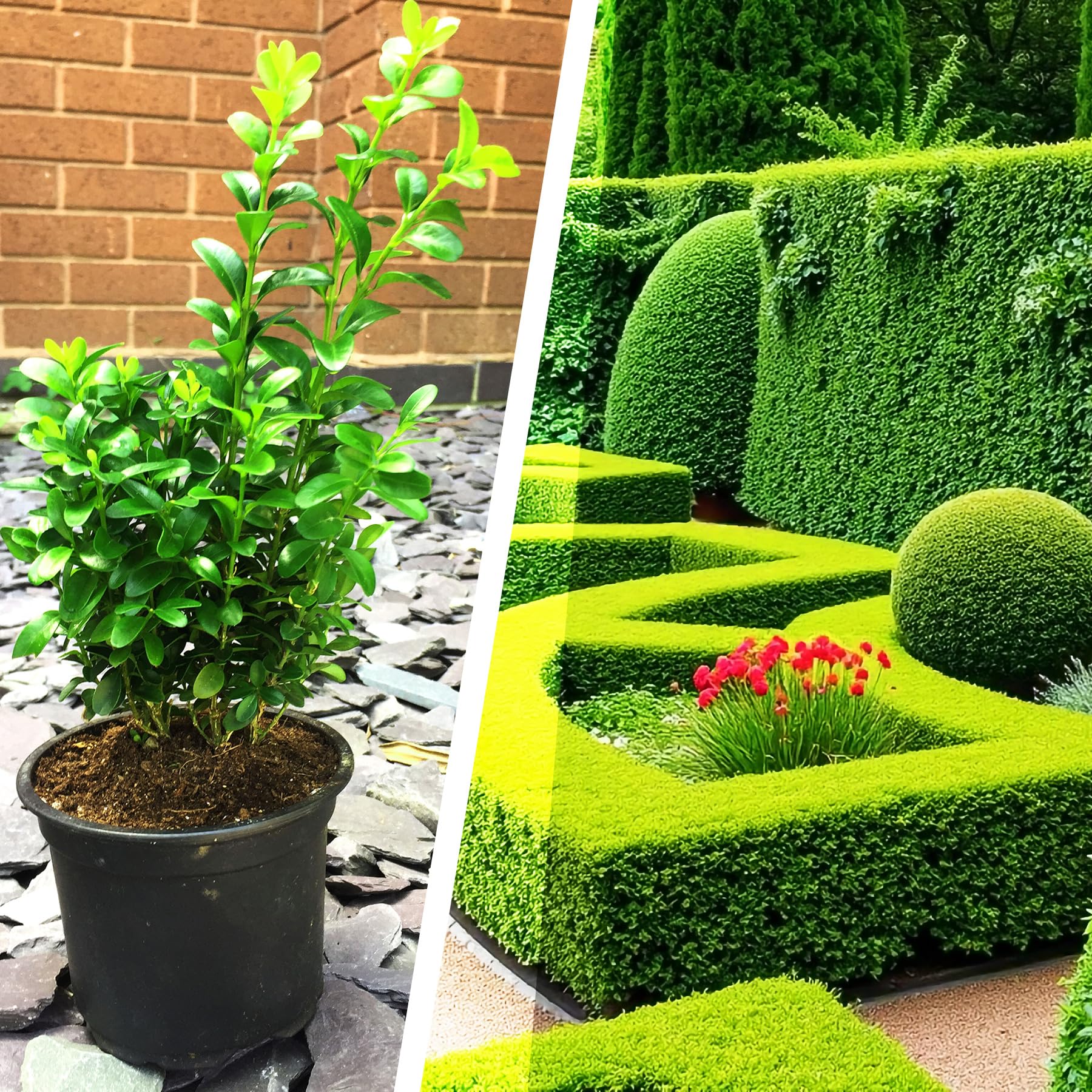 20 Box Hedging Plants Buxus Sempervirens 12cm Pots Hardy Dense Evergreen Hedge Shrubs 20 to 40cm Tall Outdoor Garden Border Edging Landscaping Plants Low Maintenance