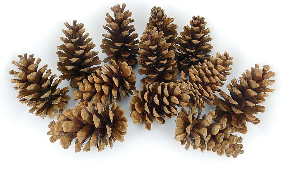 Oregon Pine Cones