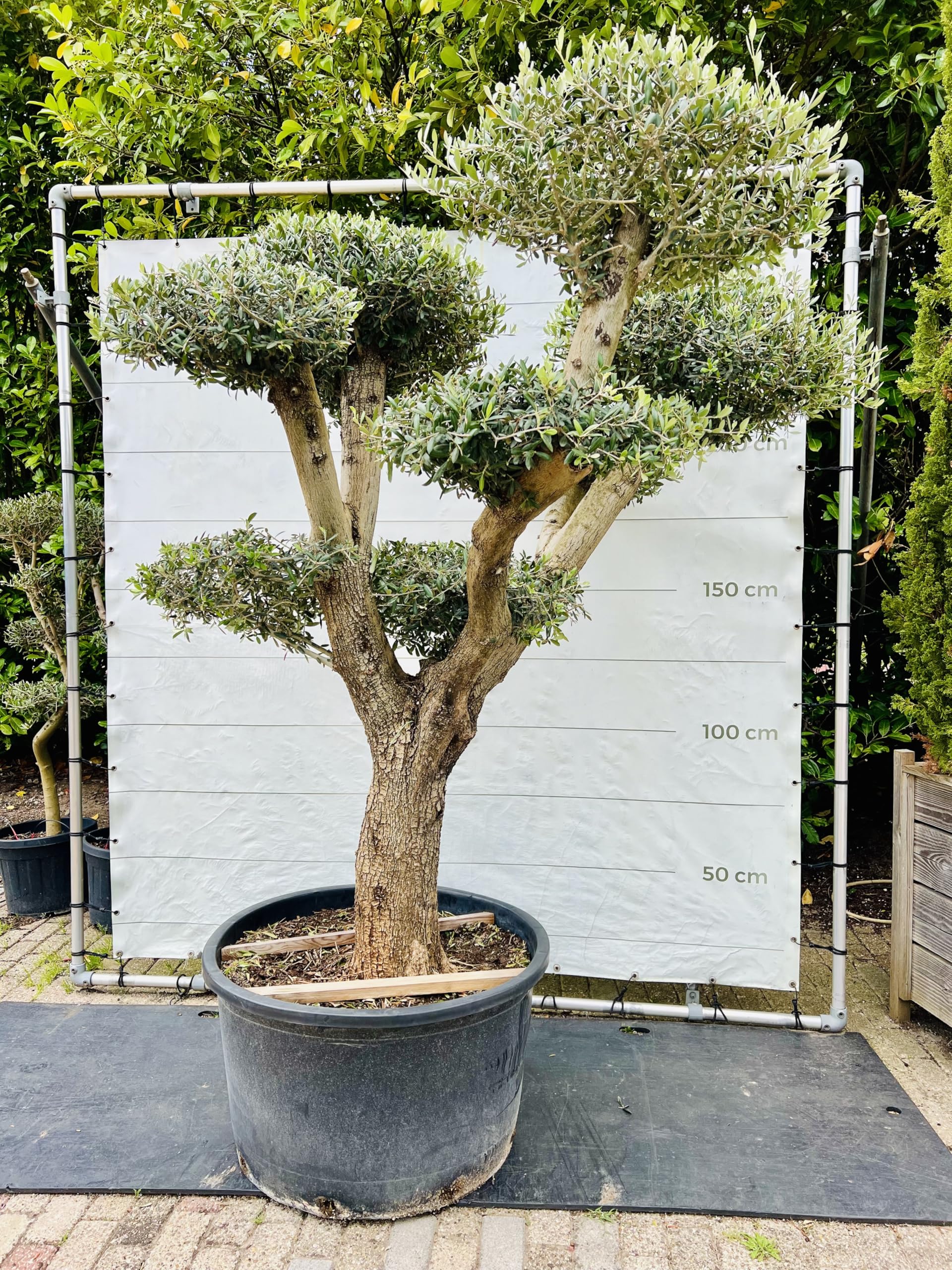 Tropictrees Olive Tree Pon Pon, 240 cm High, Trunk Circumference 60-80 cm,  Hardy Olea Europea Olive Bonsai, Decoration for Your Garden : Amazon.de: ...