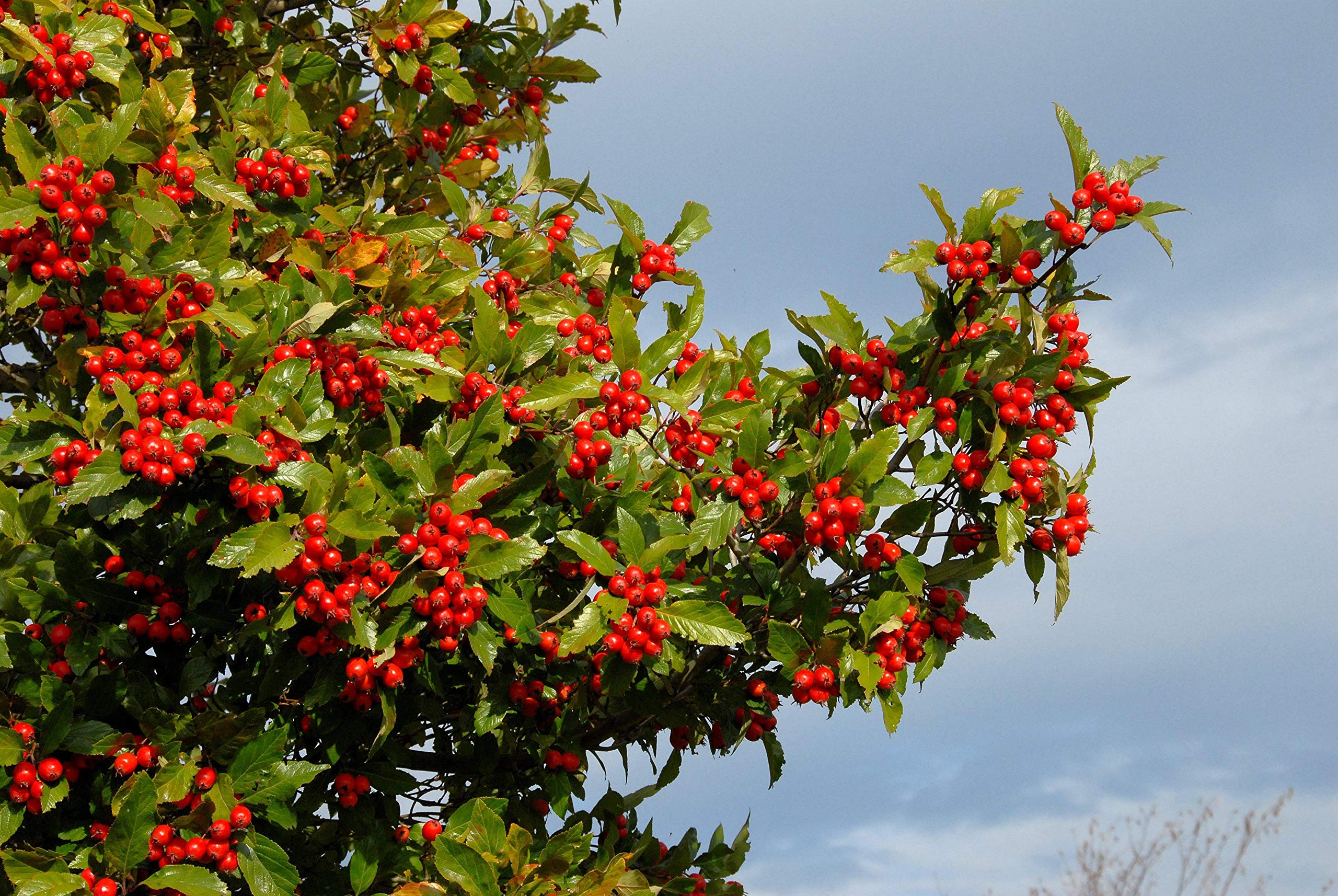 Apfeldorn Crataegus lavallei Carrierei 60-100 cm Zierbaum winterhart