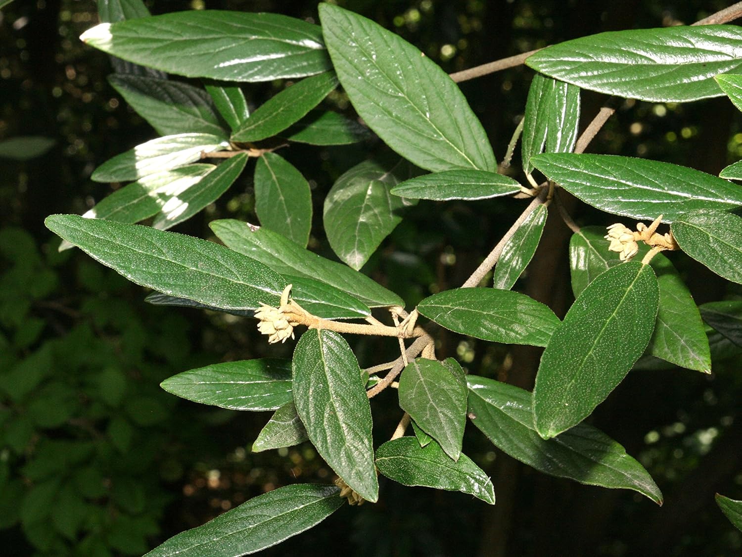 Ten Pack of Pragense Viburnum - Evergreen Privacy Hedge - 10 Live Plants Shipped 2 to 3 Feet Tall by DAS Farms