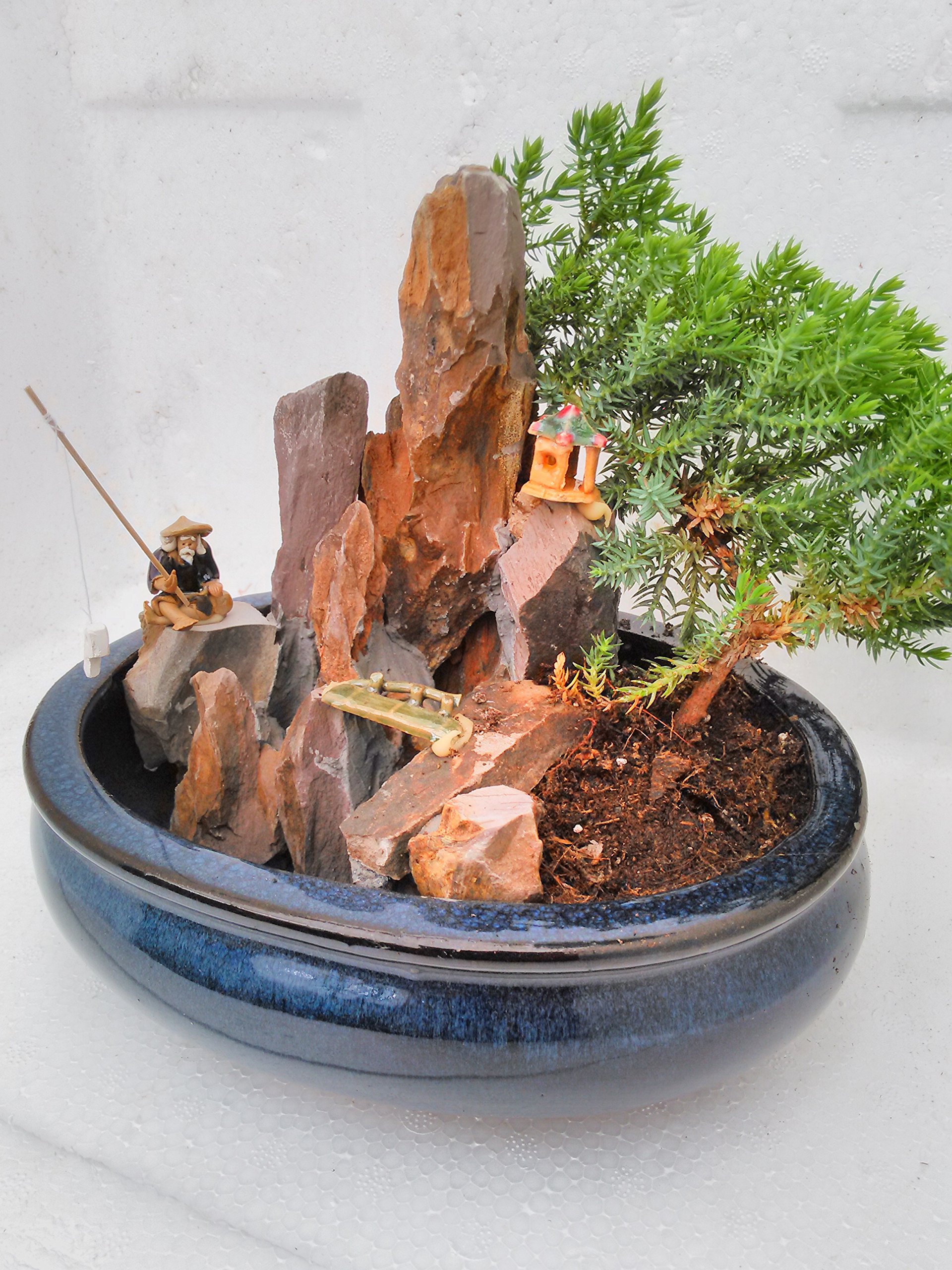 Amazon.com : jmbamboo-bonsai- Juniper Tree Zen Garden With Pool