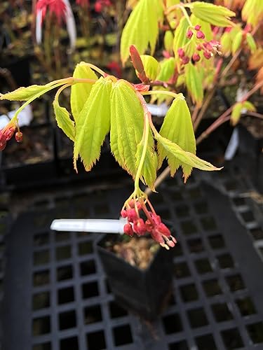 Miniatura 5 de Planta viva de 2 años de arce japonés Fullmoon de Jordania Shirasawanum