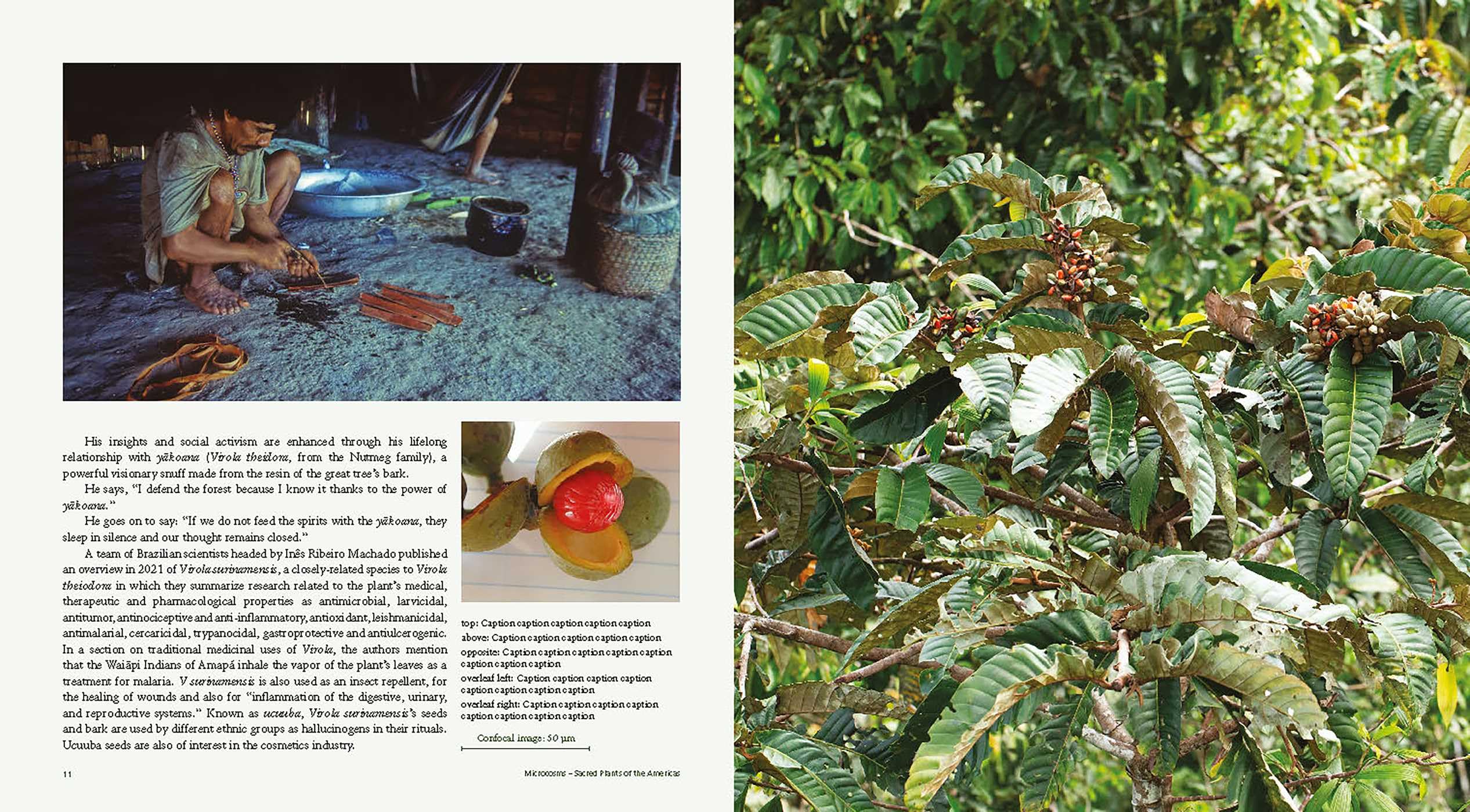 Microcosms: Sacred Plants of the Americas