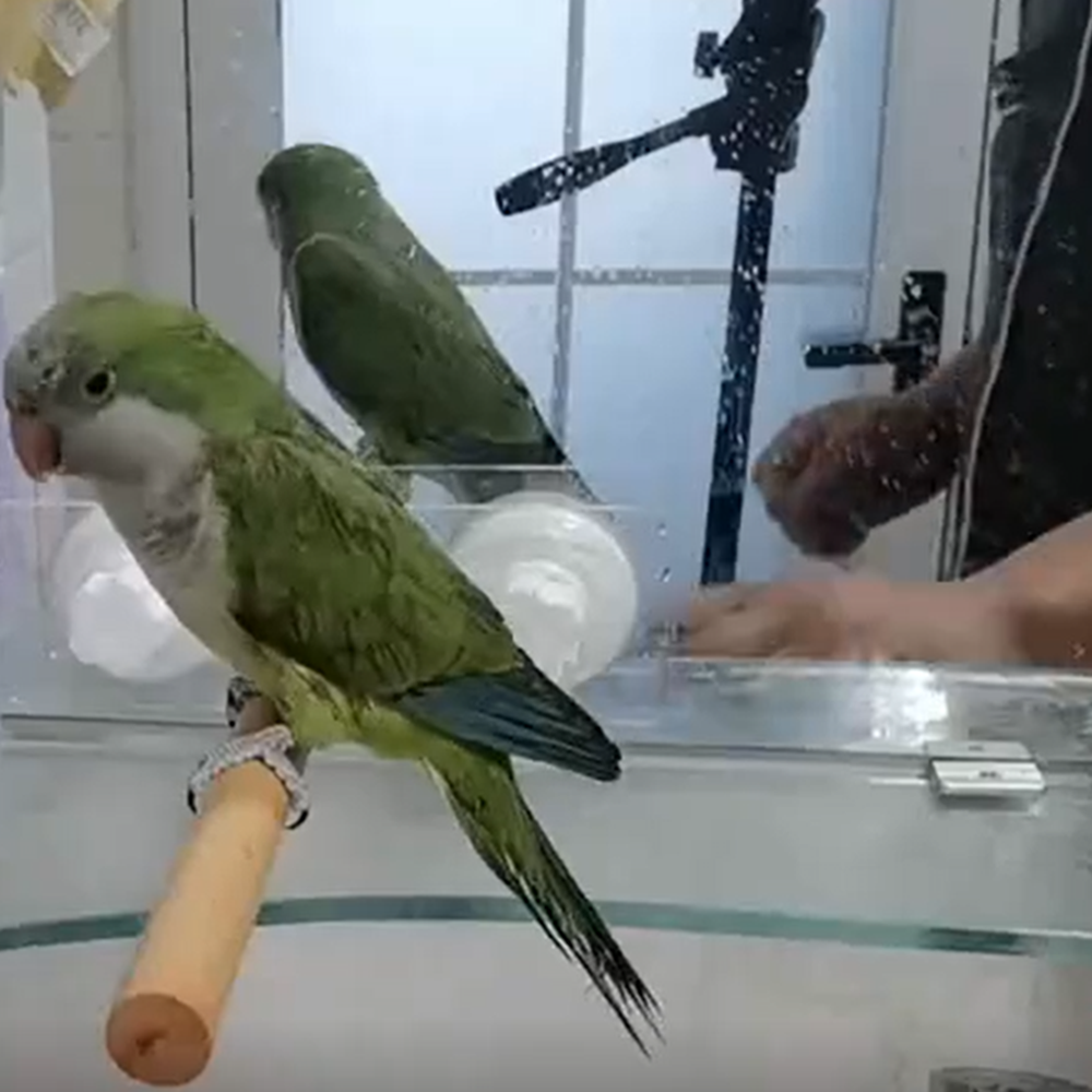 Bird Wood Shower Perch, Bird Stand Perch, Parrot Perch with Suction Cup for Home Outdoor Window Glass Birdcage Parakeet Cockatiel Stand - image 7