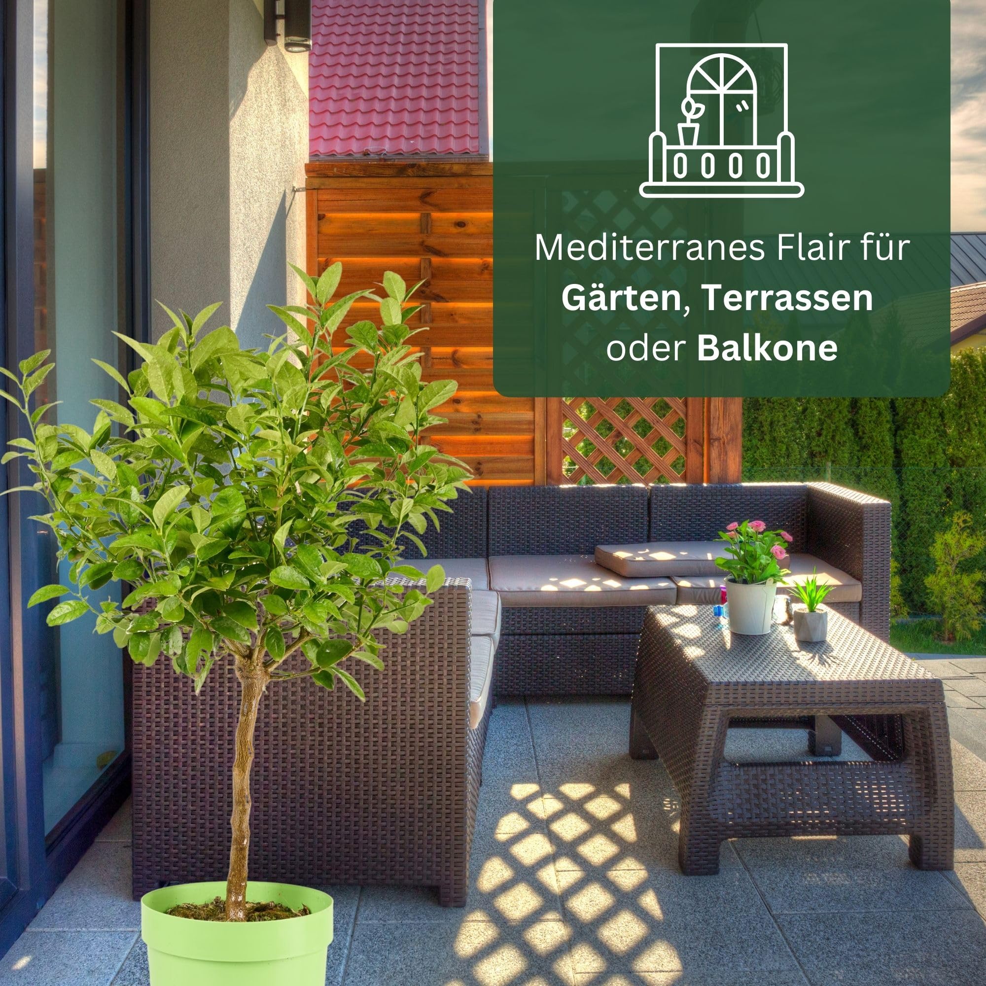 Meine Orangerie Mexikanische Limette - Citrus aurantifolia - echte Limette - veredelter Zitrusbaum im 6L-Topf - Caipi-Limette - Key Lime - Saure Limette - perfekt für Caipirinha und Cocktails…