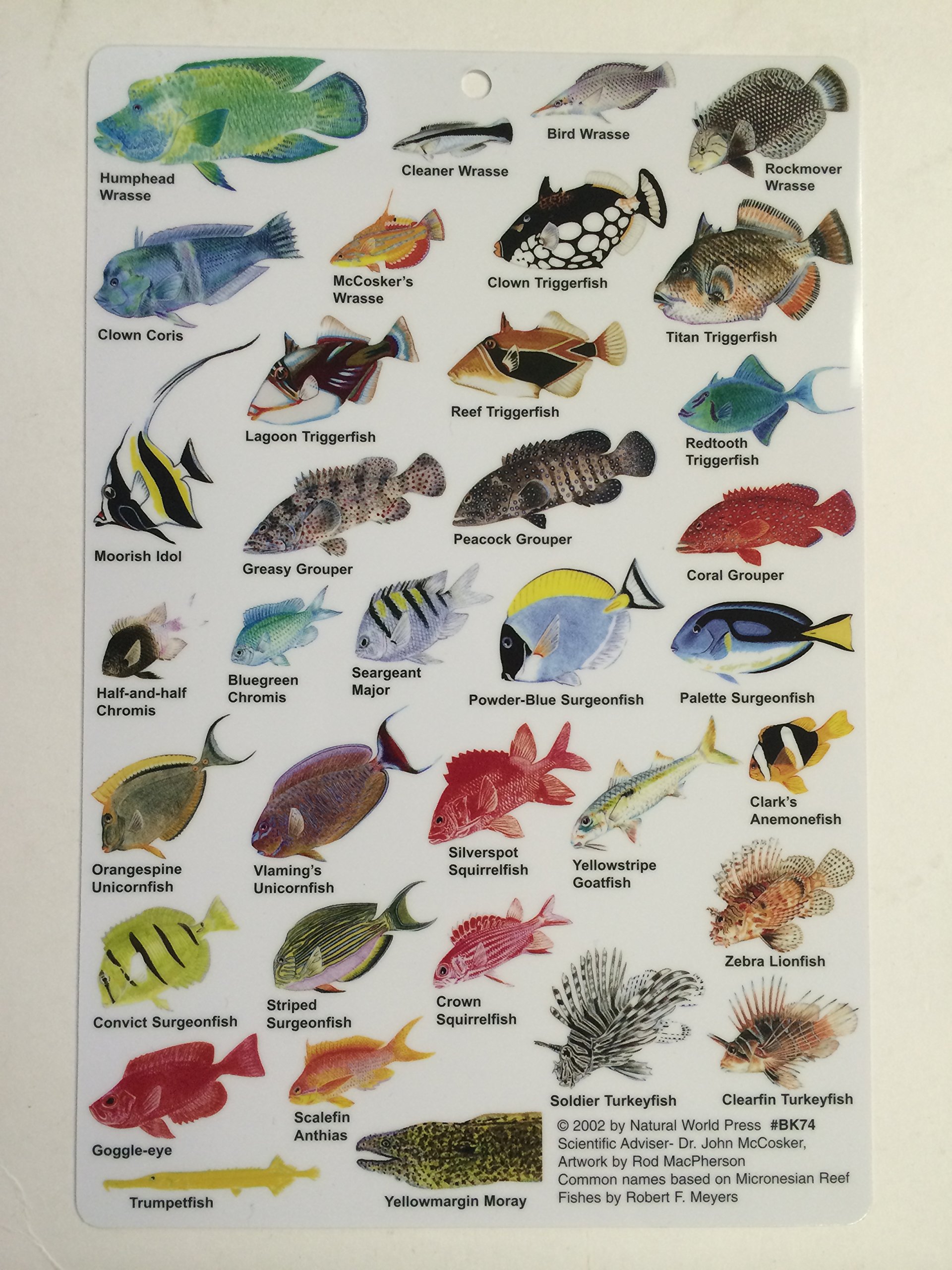 TRIDENT Reef Fish of Indian Ocean