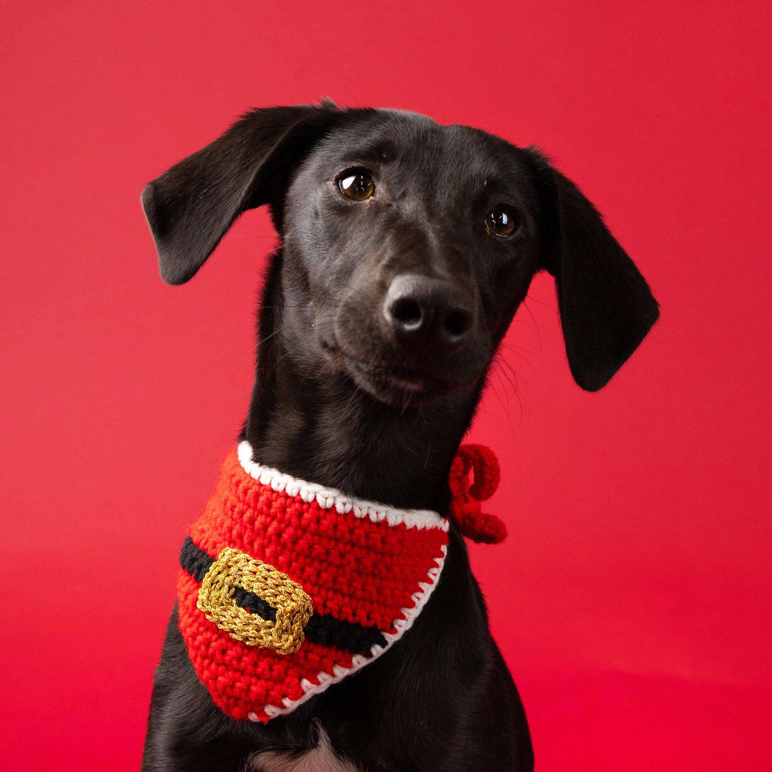 Talking Tables Pet Bandana Festive Velvet Dog and Cat Bandana with Santa Belt Design, Christmas Pet Outfit or Gift Accessory for Cats and Dogs