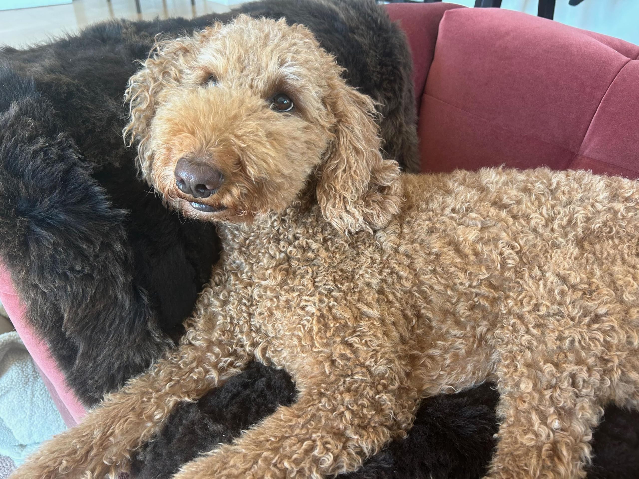 Tolle Hundedecke aus echtem Lammfell - naturbelassen braun | Tierdecke für Haus und Auto | als Hundebett oder Teppich oder Couchauflage