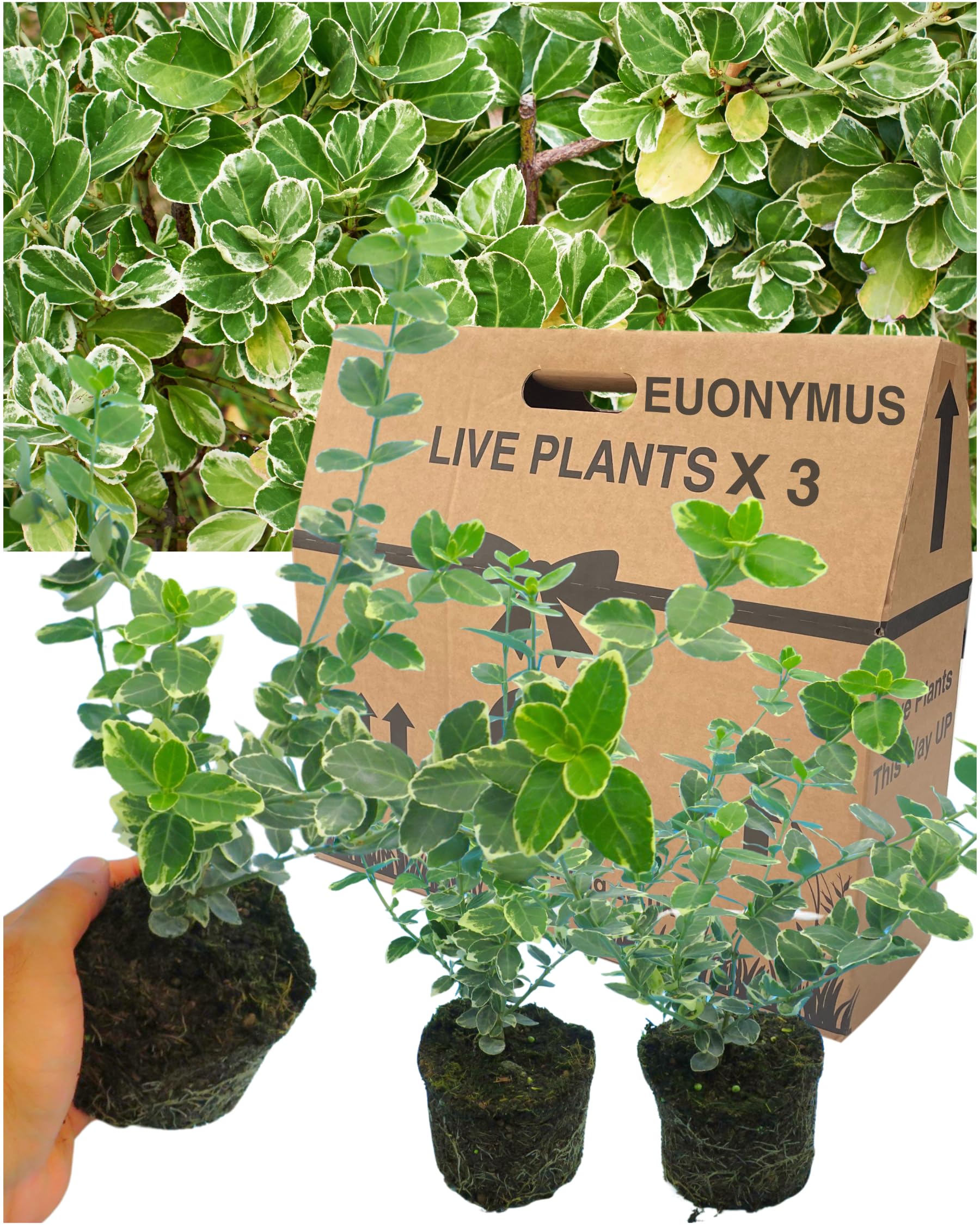Verdant Living Euonymus Emerald Gaiety – Variegated Evergreen Shrub 11cm Pots, Pack of 3 – Hardy, Compact Garden Plants with Green & White Foliage for Borders, Edging, Patio Pots & Year-Round Colour