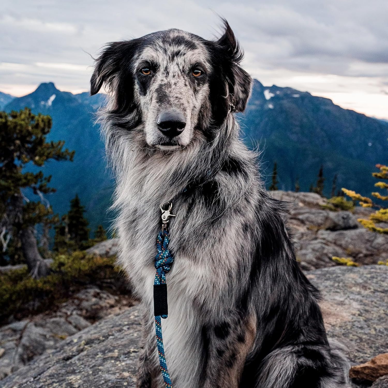 Wilderdog Climbing Rope Quick Clip Dog Leash - 5 ft - Pacific Blue