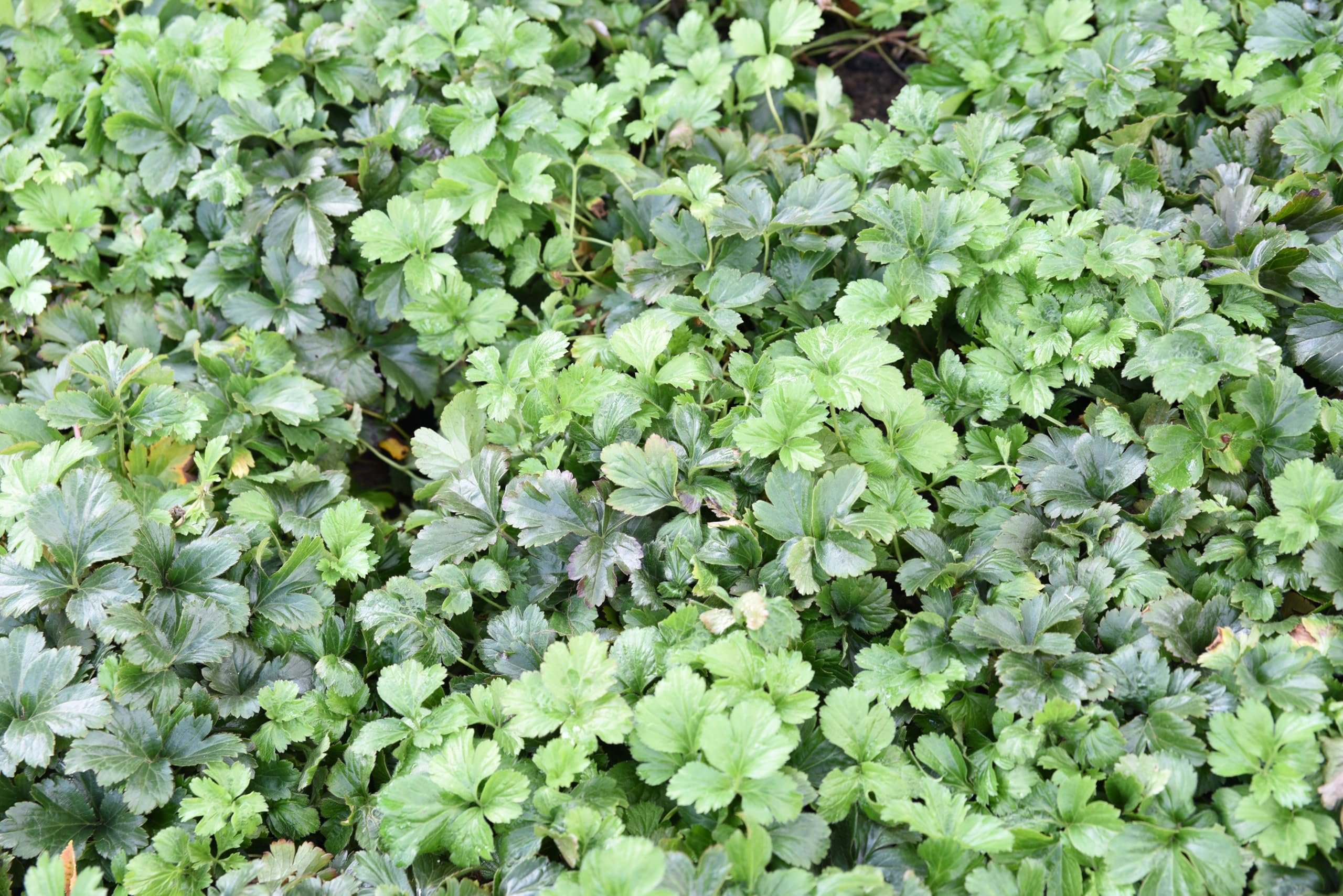 Stauden Gänge 10 x Waldsteinia ternata Teppich winterhart