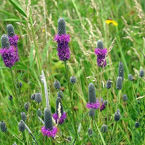 Miniatura 7 de Outsidepride - Semillas de trébol púrpura de la pradera “dalea purpurea” perenne, forraje para marmotas, conejos, ciervos y ganado, 1,000 semillas