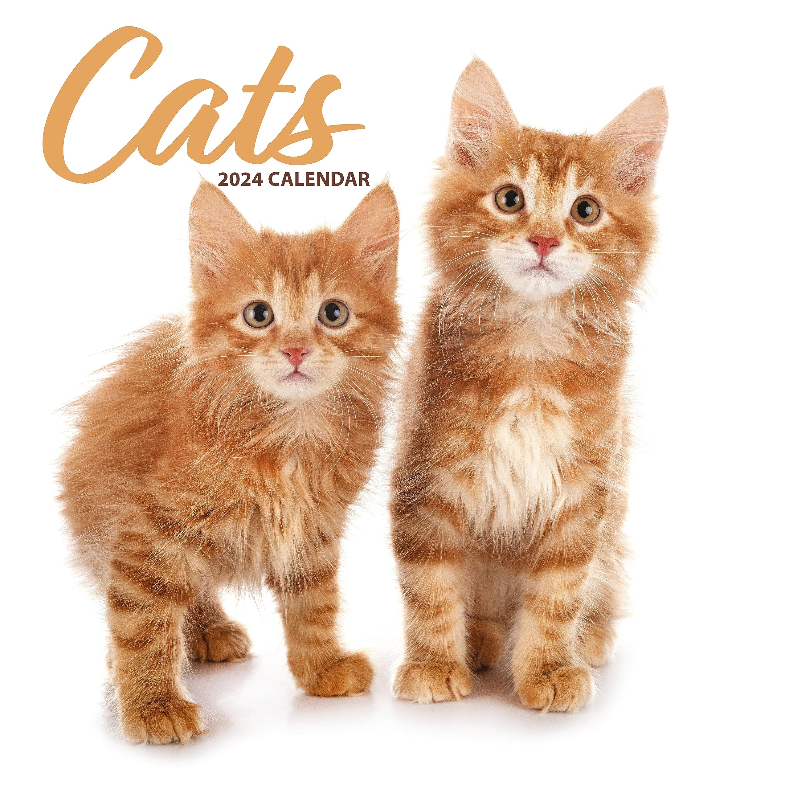Cat Modern 2024 Calendar