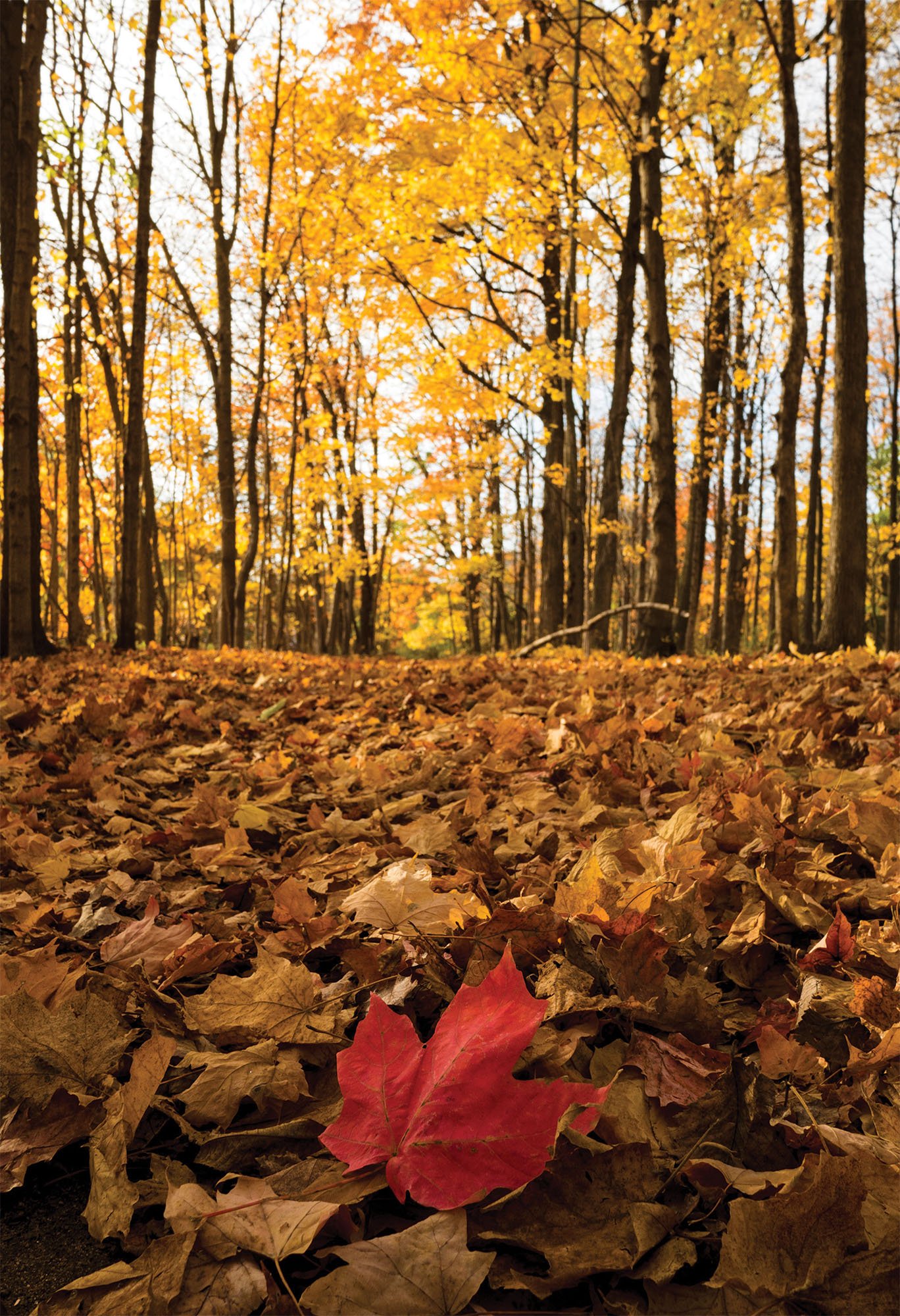 Amazon.co.jp: レッド秋リーフin the Forest美しい自然風景景色