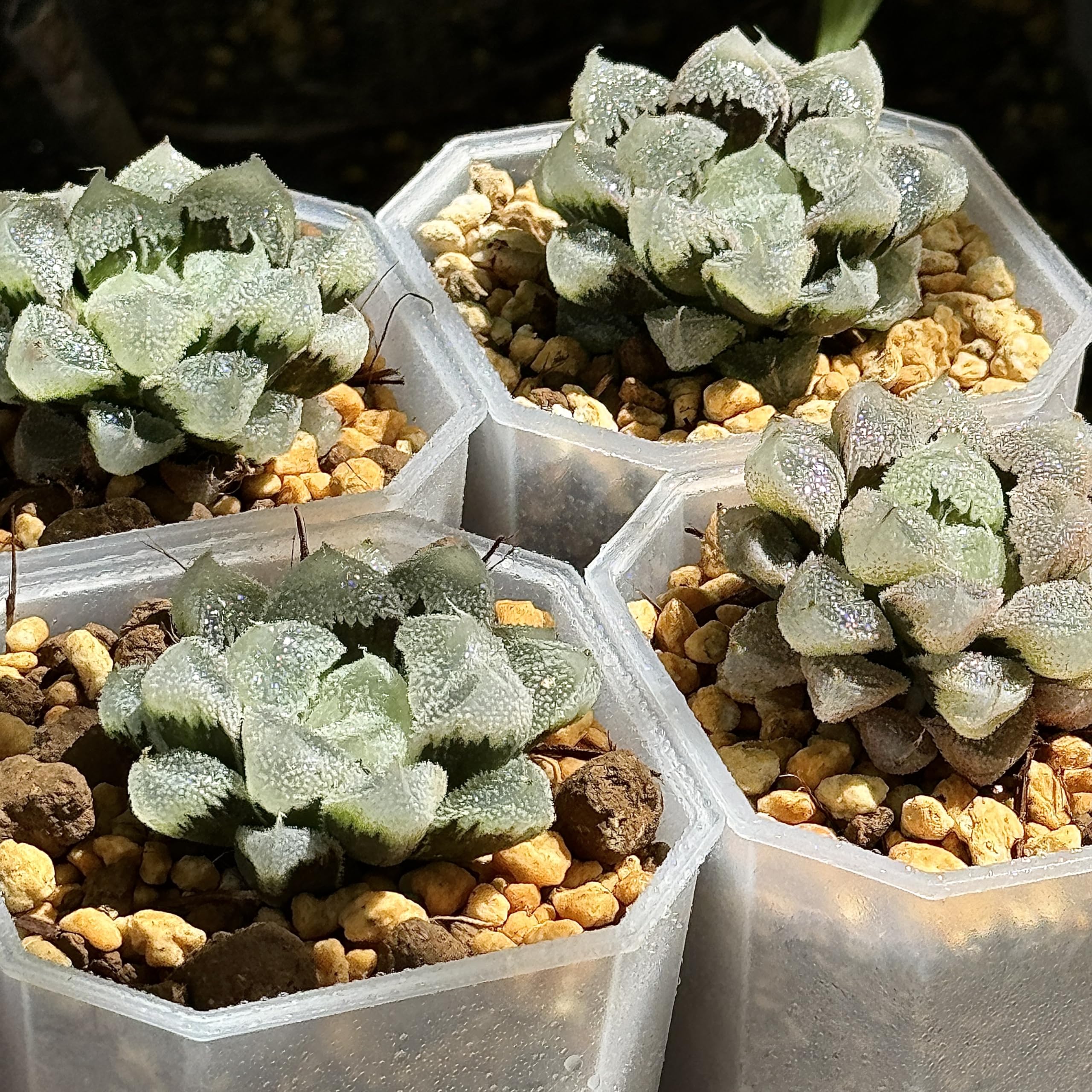 ひ*ろ様 多肉植物 ハオルチア 白帝城錦糊斑 多肉植物 ハオルチア 白帝城錦糊斑 - メルカリ