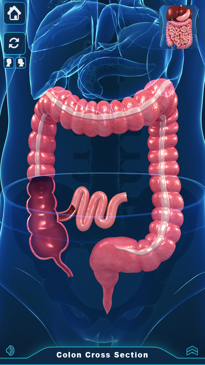 Digestive System Anatomy - Aplicativo na Amazon Appstore