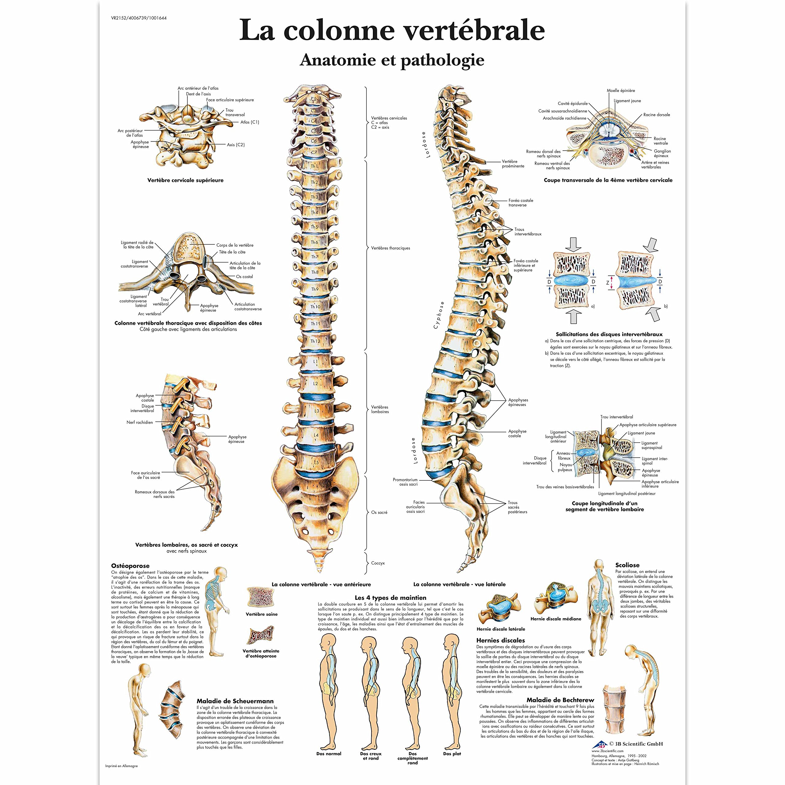 3B Scientific – Laminé Colonne Vertébrale Humaine Affiche – Anatomie & Pathologie – Poster Protégé contre UV et Poussière pour Étude, Enseignement et Cliniques