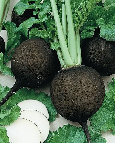 Miniatura 2 de Burpee Semillas Rábano Redondo Español Negro 200 semillas