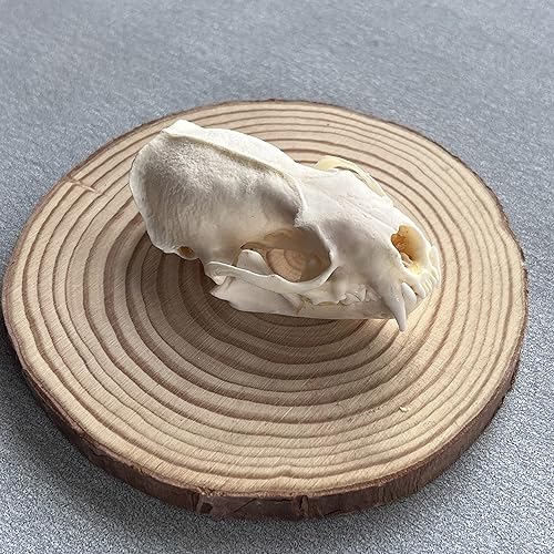 Real Mink Skull (ethically sourced)