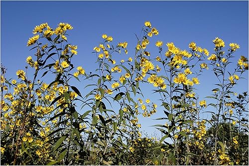 Girasol diente de sierra (Helianthus grosseserratus), paquete de semillas, verdadera semilla nativa