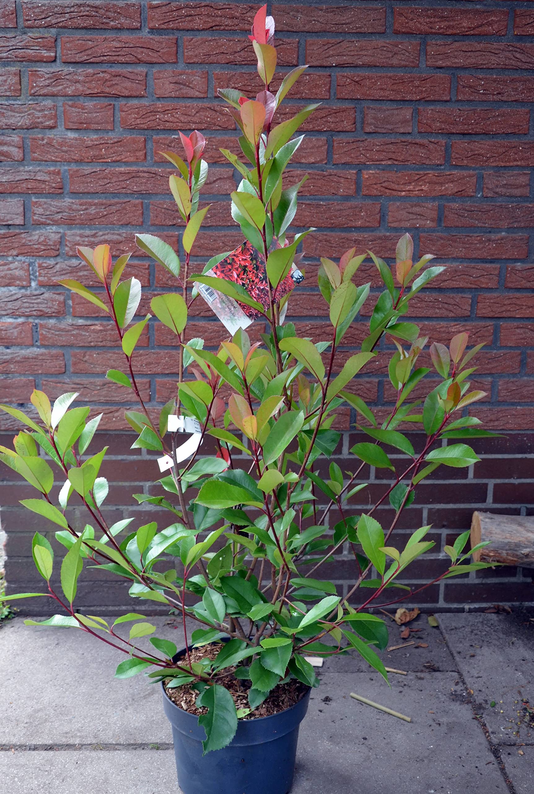 immergrne Glanzmispel Photinia fraseri Red Robin 80-100 cm hoch im 7,5  Liter Pflanzcontainer : Amazon.de: Garten