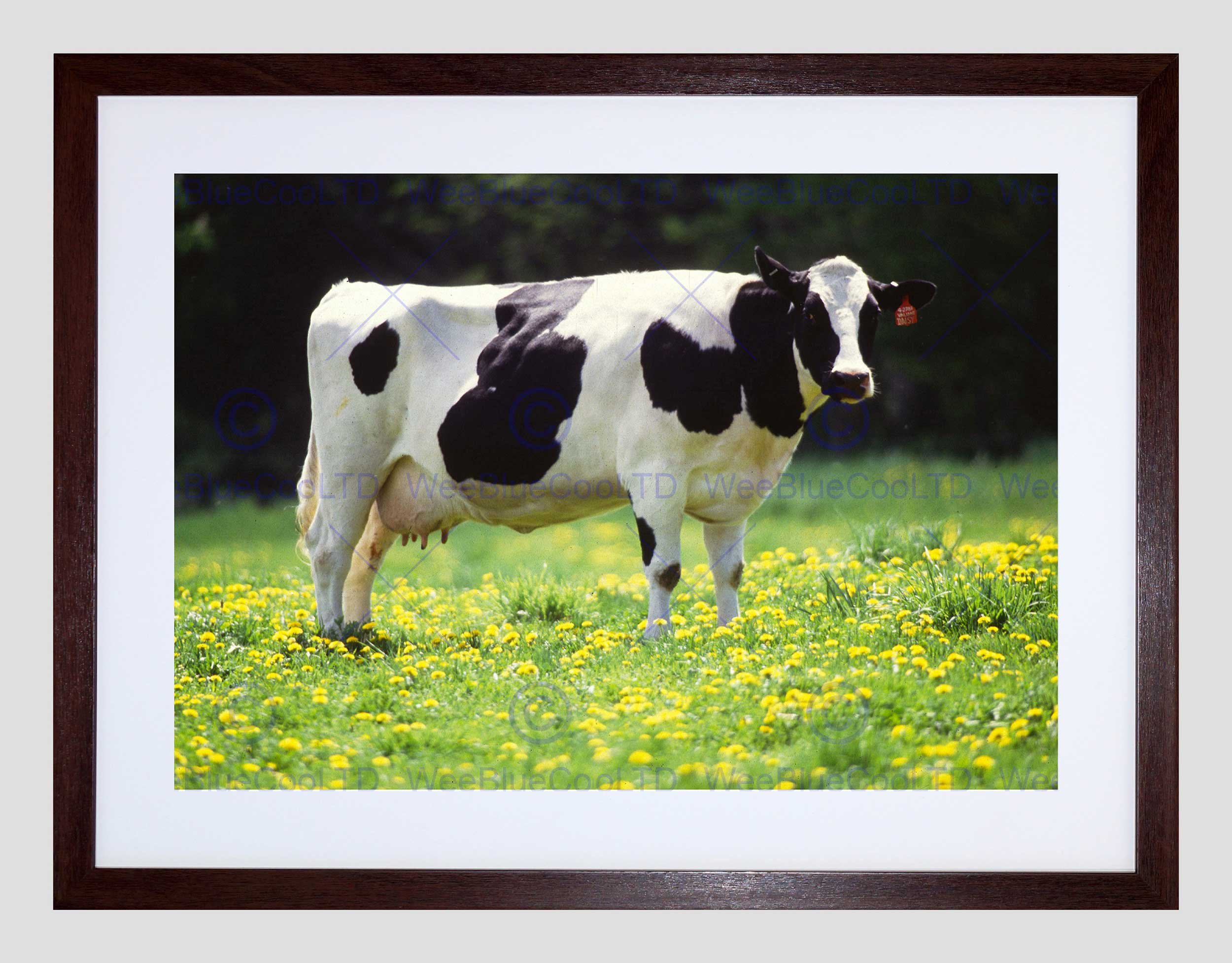 Wee Blue Coo Nature Agriculture Farm Animal Cow Friesian Field Framed Wall Art Print
