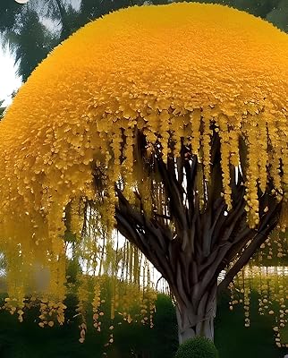 NooElec Seeds India 15 Seeds- Golden Shower Tree Seeds For Planting- Stunning Weeping Yellow Blooms
