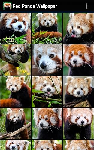 Red Panda Wallpaper Amazon Com Appstore For Android