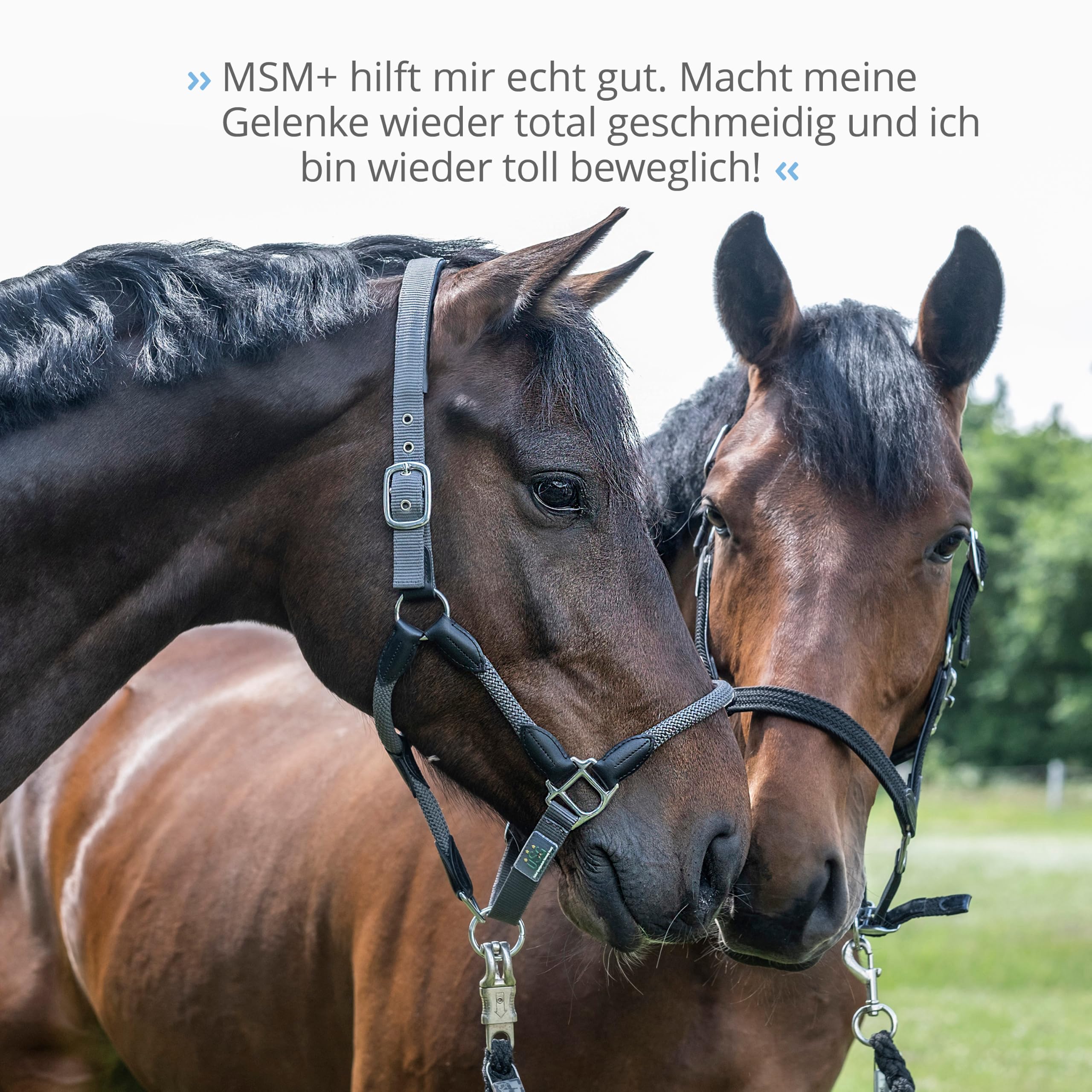 STRÖH MSM flüssig für Pferde - Mit Glucosamin & Chondroitinsulfat - 1L | Für Bänder, Sehnen, Gelenke - Premium Gelenk-Elixier Pferd - Hohe Bioverfügbarkeit - Ergänzungsfuttermittel