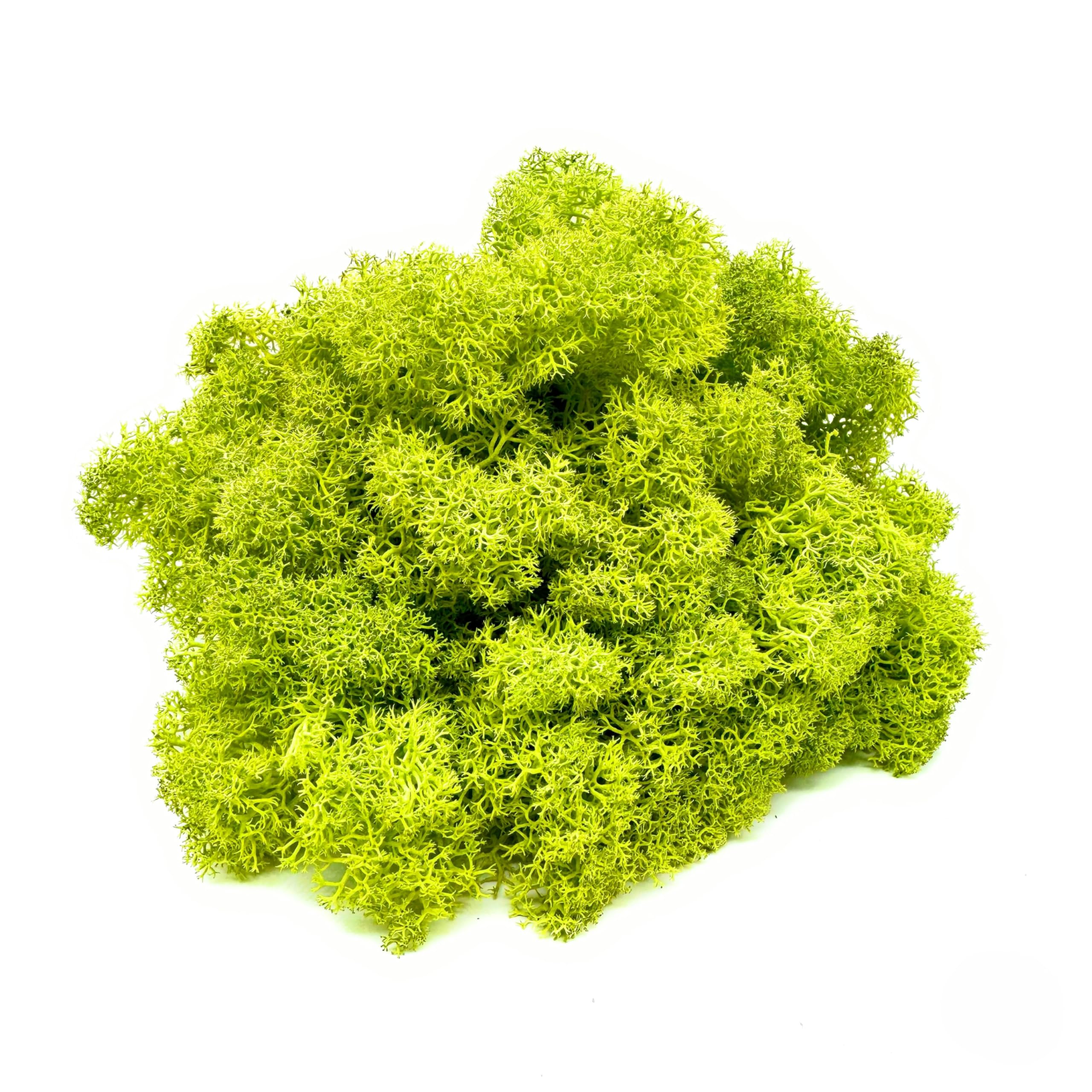 DIMOSA Stabilisiertes Moos, Dekormoos | 13 Farben | 250 g / 500 g / 1000 g, stabilisiertes Rentiermoos für Dekoration, Dekoration oder Modellbau (Hellgrün, 500g)