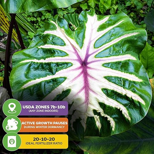 Miniatura 5 de Planta viva de oreja de elefante Waikiki - Colocasia esculenta por Wellspring Gardens