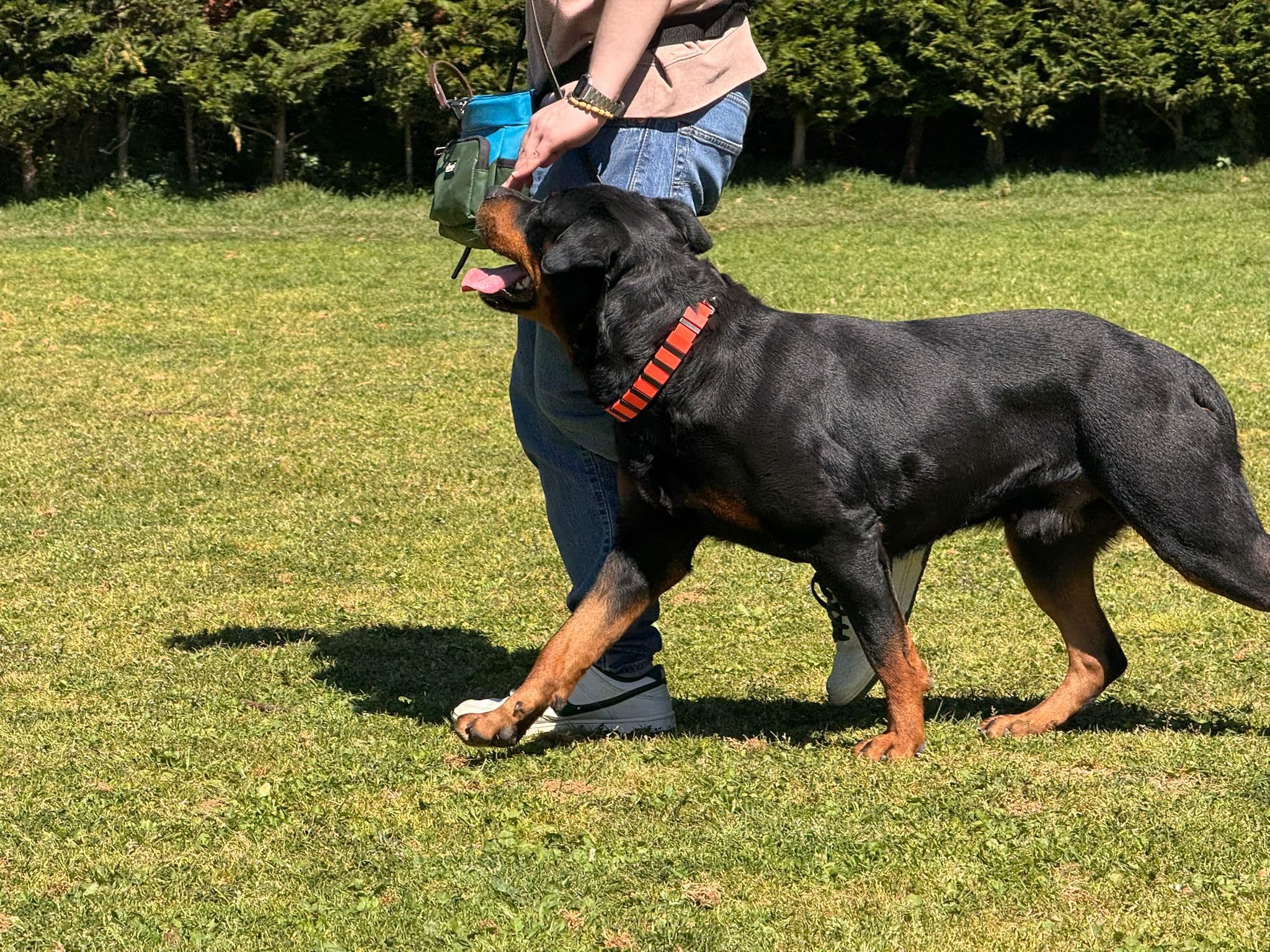 Collar de Adiestramiento para Perros Profesional Ajustable | Collar Educativo Seguro sin Daño | Ligero y Resistente | Control de Tirones | Uso canino y Doméstico | Polímero (Negro)