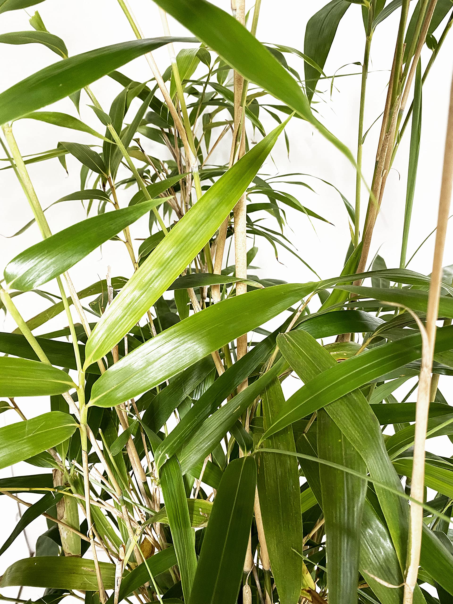 KENTIS - Bambusa Metake Pseudosasa Japonica - Bambou Plante Verte d’éxterieur - Plante de Haie - H 100-120 cm Pot de Ø 24 cm