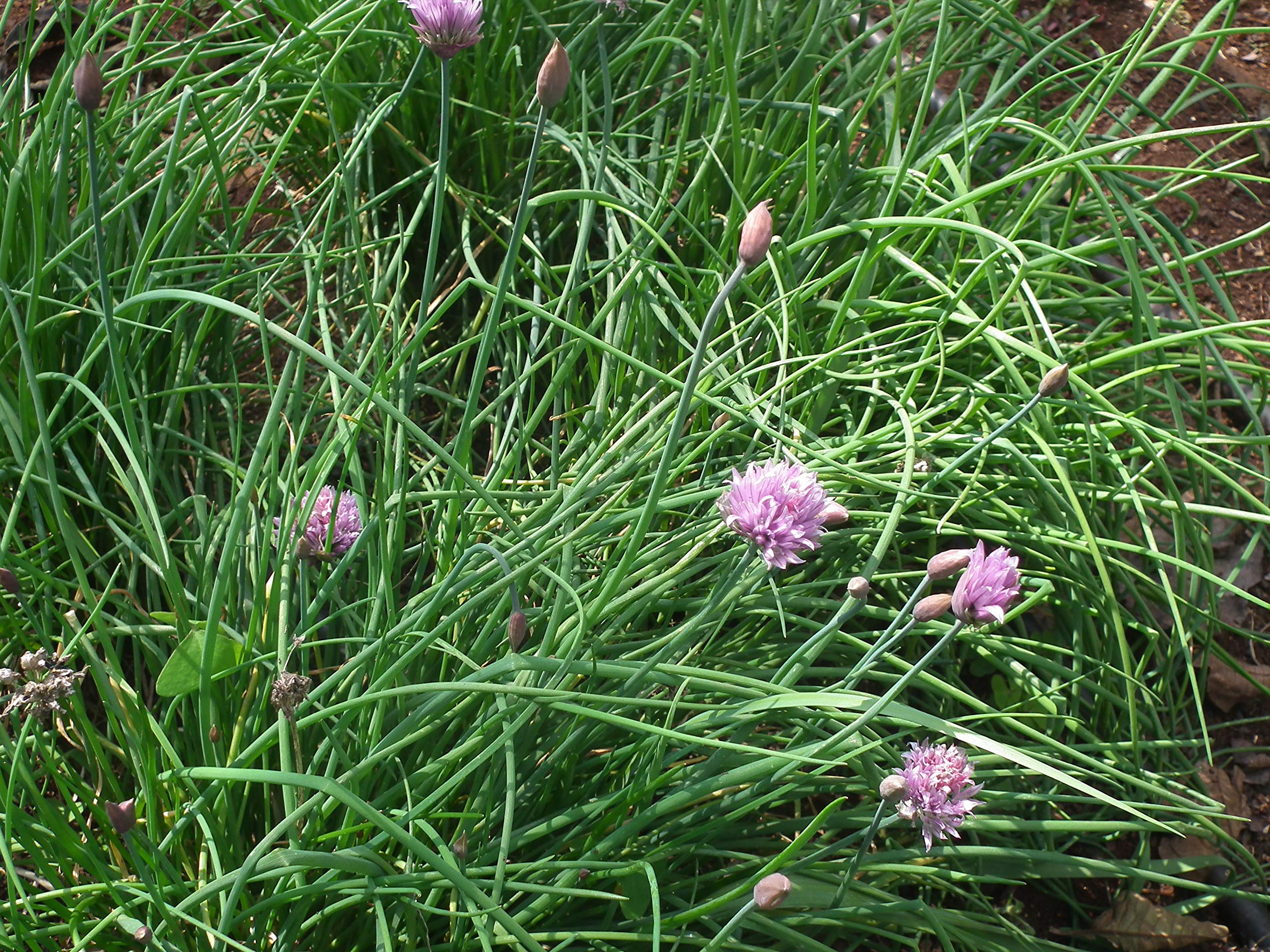 Amazon.com: 常見的韭菜種子種植,每包1000 多個傳家寶種子(Isla's