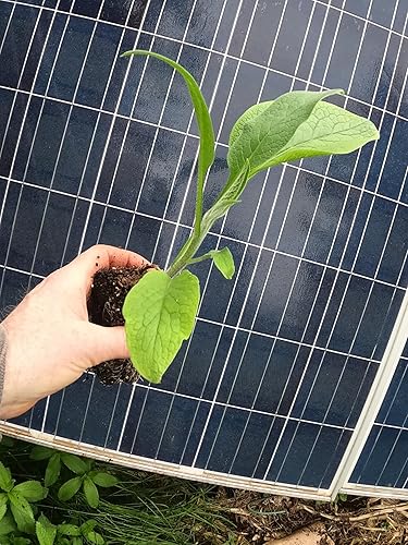 Miniatura 3 de Consuelda - Plantas vivas (Symphytum × uplandicum) - Bocking 4 - Listo para plantar