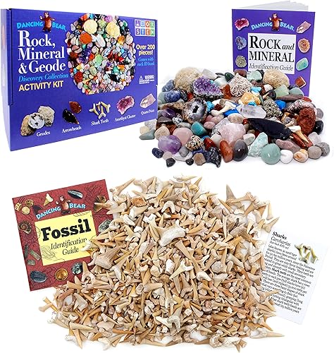 DANCING BEAR Paquete de fósiles de geología - 2 kits STEM kit de actividad de rocas, minerales y geodas y fósiles de dientes de tiburón de 1 libra